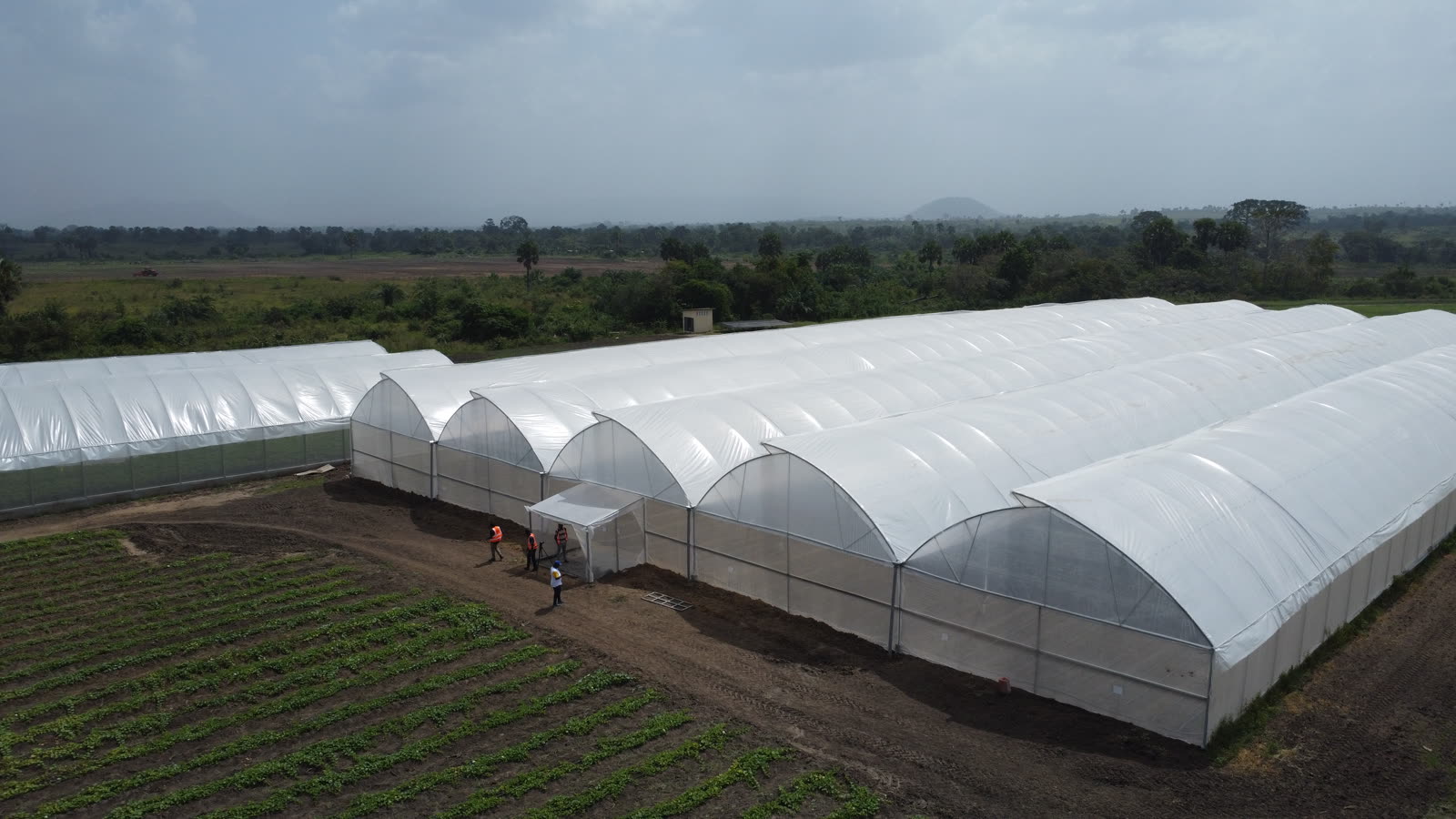 Complexe de serres agricoles de 5 000 m² installé à Assounvoué par Serre Ivoire